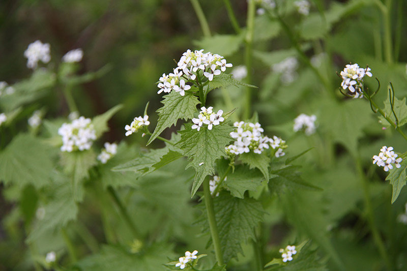 Knoblauchrauke