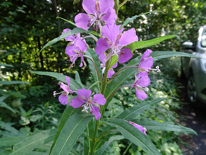 Wald-Weidenröschen