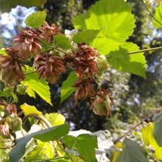 hopfen arzneipflanze