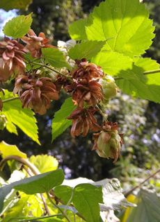 hopfen arzneipflanze