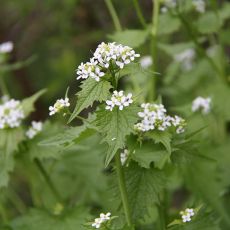 knoblauchrauke volksmedizin