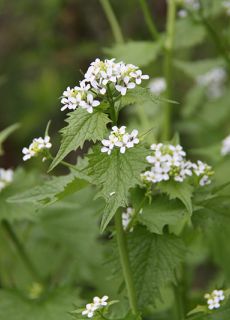 knoblauchrauke volksmedizin