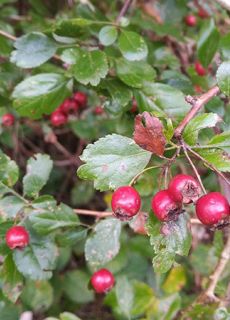 weissdorn mit fruechten arzneipflanze